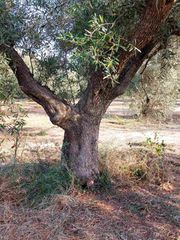 ελαιόδεντρα-thumb-4