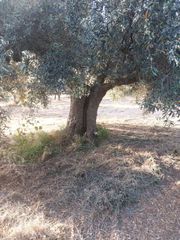 ελαιόδεντρα-thumb-5