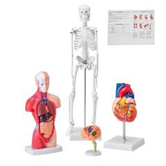 Πακέτο μοντέλων VEVOR Human Anatomy, Brain, Human Torso Body, Heart, Skeleton Model Set of 4, Hands-on 3D Model Study Tools Models for Physiology Students or as Educational Kit for Kids