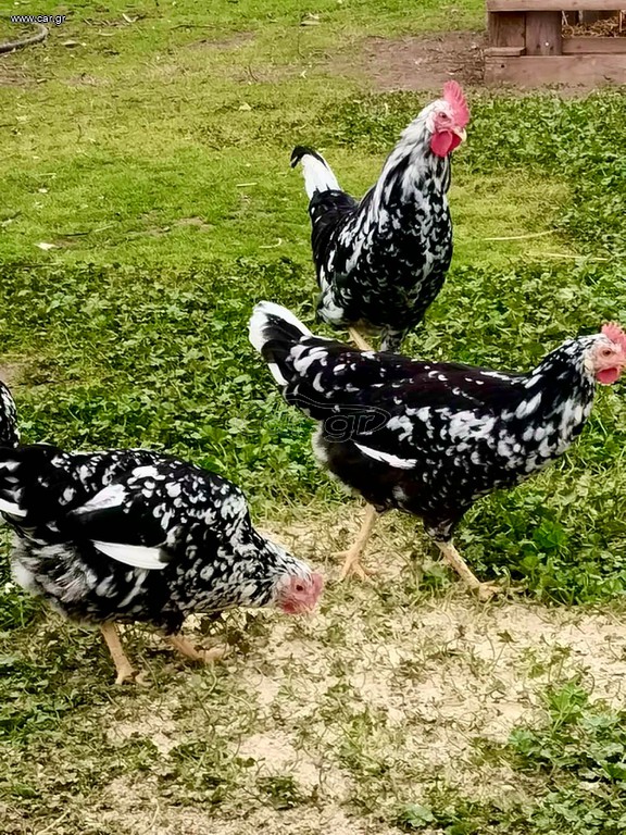 Αυγά γόνιμα