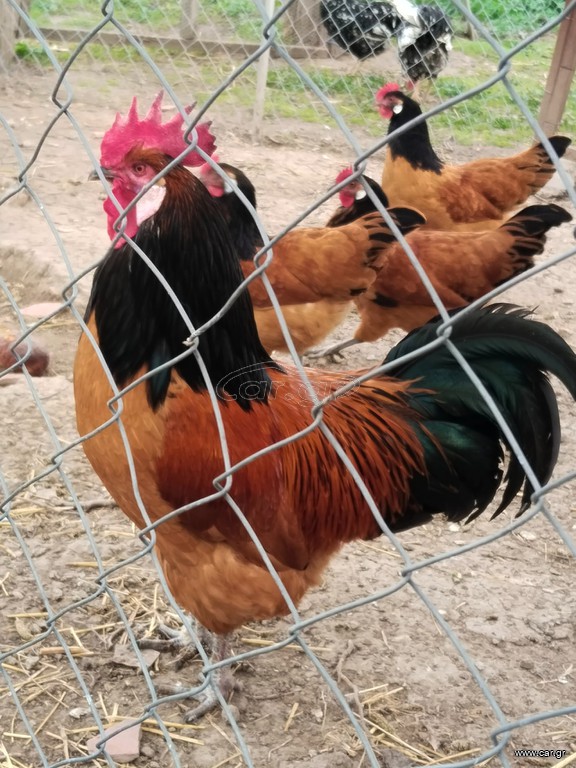 Αυγά γόνιμα volverk