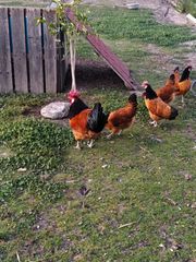 Αυγά γόνιμα volverk-thumb-2