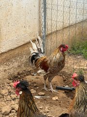 Κοκόρια ενήλικα από κλώσα