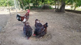 Sussex speckled 2 κότες 1 κόκορας