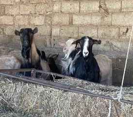 ΠΩΛΟΥΝΤΑΙ ΚΑΤΣΙΚΕΣ