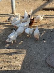 Αυγά γόνιμα 0,70€-thumb-15