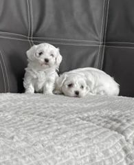 maltese toy