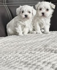 maltese toy-thumb-1