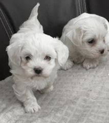 maltese toy-thumb-2