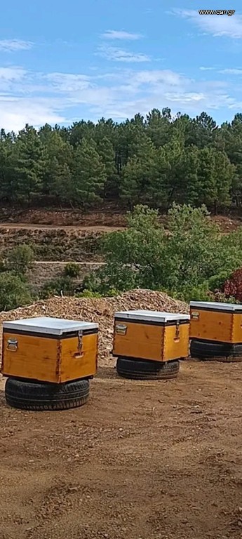 Μελισσοκομία