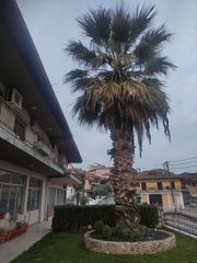 Φοίνικας-thumb-2