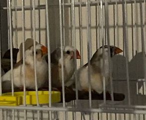Χαριζονται σπινοι ασπρο καφε zebra finches