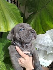 cane corso κάνε κορσο