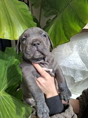 cane corso κάνε κορσο-thumb-1