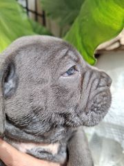 cane corso κάνε κορσο-thumb-8
