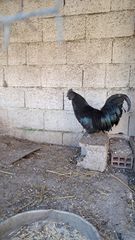 κοκορας Ινδονησίας Ayam Cemani