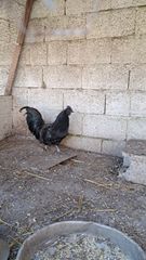 κοκορας Ινδονησίας Ayam Cemani-thumb-1