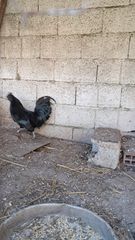 κοκορας Ινδονησίας Ayam Cemani-thumb-2