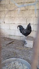 κοκορας Ινδονησίας Ayam Cemani-thumb-3
