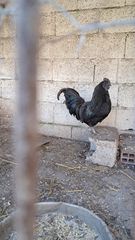 κοκορας Ινδονησίας Ayam Cemani-thumb-4