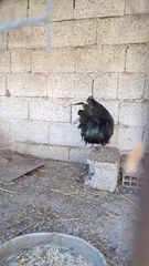 κοκορας Ινδονησίας Ayam Cemani-thumb-5