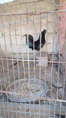 κοκορας Ινδονησίας Ayam Cemani-thumb-6