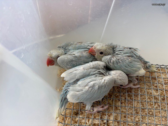 RINGNECK ΜΩΡΑ