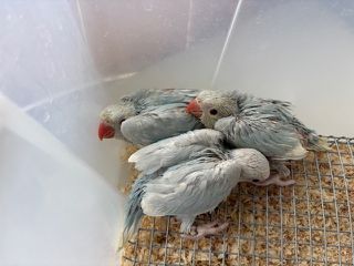 RINGNECK ΜΩΡΑ