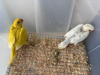 RINGNECK ΜΩΡΑ-thumb-1