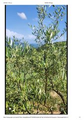 Πωλούνται 40 μεγάλα Ελαιόδεντρα Καλαμών (6-7 ετών) για μεταφύτευση.