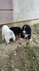 Χαρίζονται κουτάβια-thumb-3