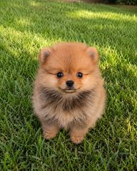 pomeranian boo