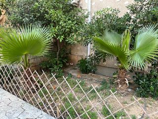 Φοίνικας-thumb-2