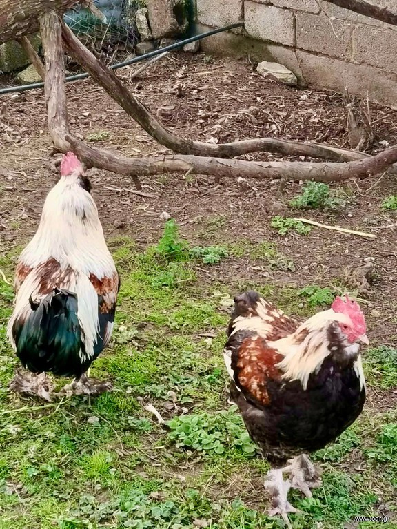 Faveroll κοπάδι 6+1