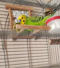 Budgie παπαγαλάκι