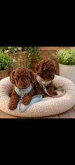 Poodle toy pedigree trace control