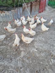 Κοτες αυγοπαραγωγης leghorn