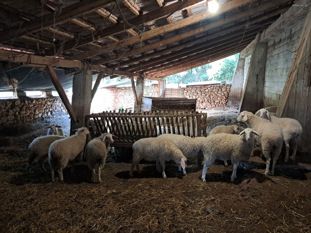 Πωλουνται ζυγουρες