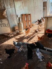Μπράχμα και Αμεραουκανα αυγά-thumb-4