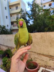 ΠΩΛΕΙΤΑΙ ΠΑΠΑΓΑΛΟΣ RINGNECK