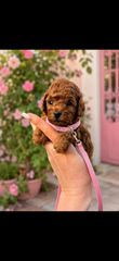 Poodle toy pedigree trace control