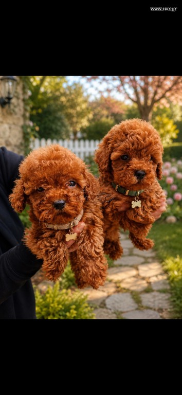 Poodle toy pedigree με trace control