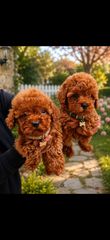 Poodle toy pedigree με trace control