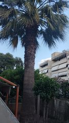 Φοίνικας-thumb-1