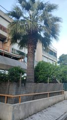 Φοίνικας-thumb-4