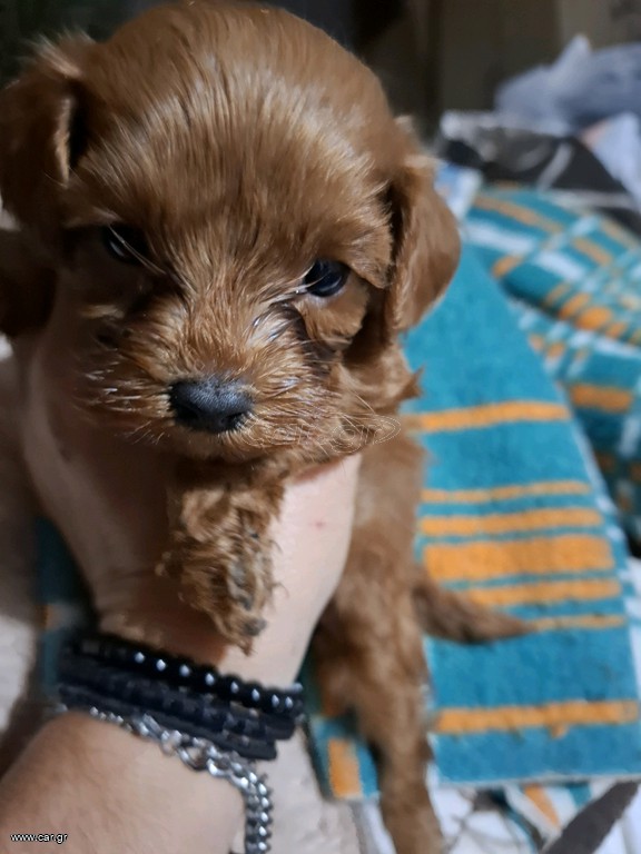 cavapoo toy