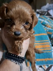 cavapoo toy