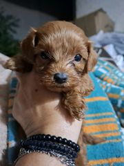cavapoo toy-thumb-1
