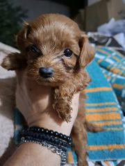 cavapoo toy-thumb-2