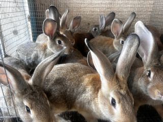Boy & Girl Rabbits Larger 4 Kg breed